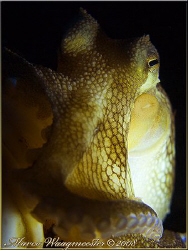 Portrait of an Octopus, photo taken at Puri Jati, Bali (C... by Marco Waagmeester 